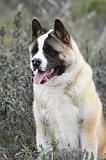 AKITA AMERICAIN 344